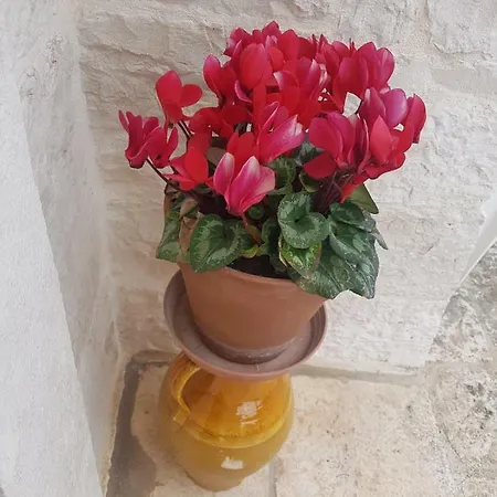 Dimore E Trulli Dell'aia Antica Casa vacanze